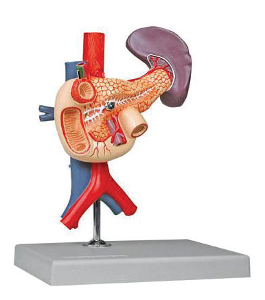 Stomach and Associated Organs of the Upper Abdomen 6 Parts